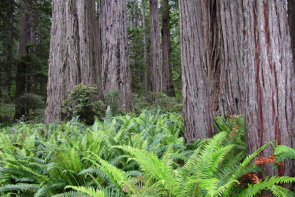 ferns & redwood trees, Redwood National Park