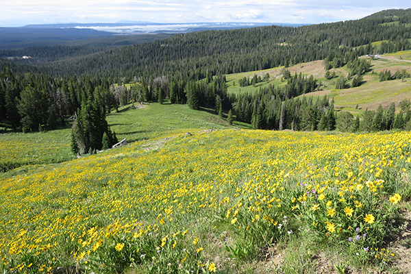 wildflowers on slopes of Mount Washburn, Yellowstone National Park