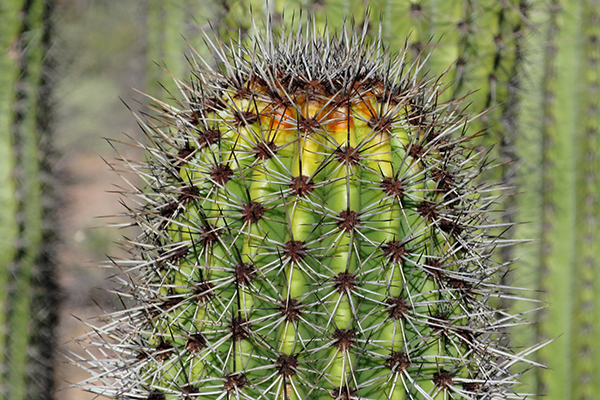 Sagauro cactus near Tucson, Arizona