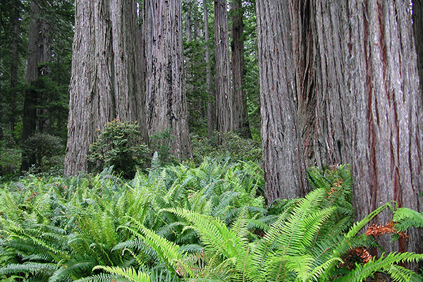 ferns & redwood trees in Redwood National Park, California