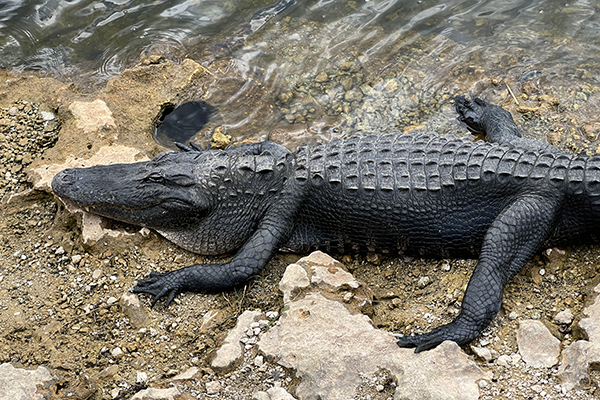 Alligator at the Big Cypress Visitor Center in Florida