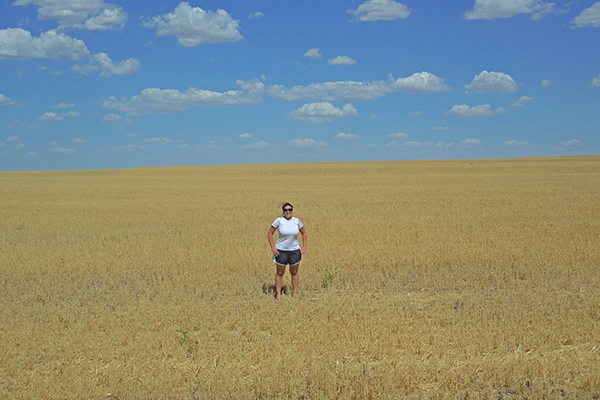 one of thousands of wheat fields in Kansas
