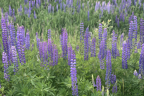 lupines on the North Shore of Minnesota