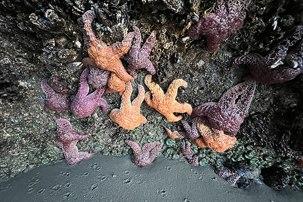 starfish along the Oregon coast