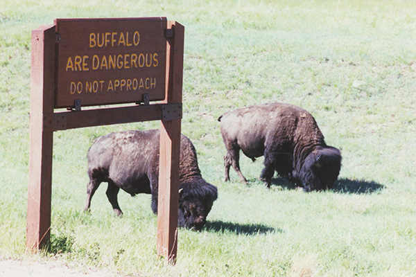 Buffalo near Wind Cave National Park, South Dakota