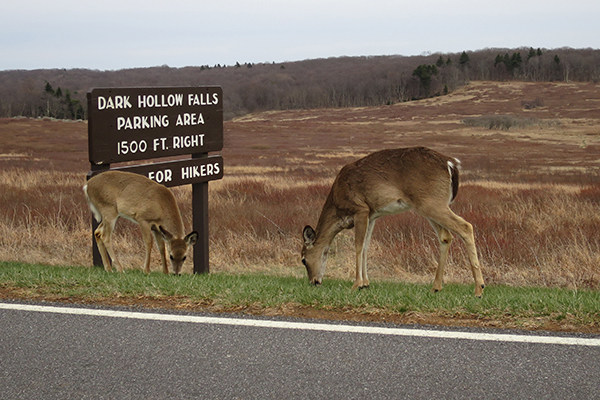 wildlife along the Skyline Drive of Shenandoah National Park, Virginia