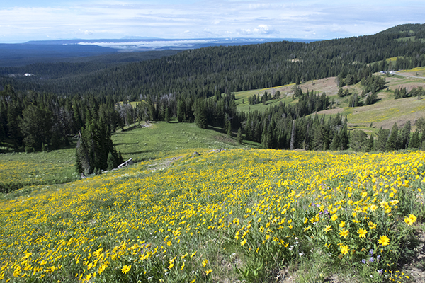wildflowers on Mt. Washburn, Yellowstone National Park, Wyoming