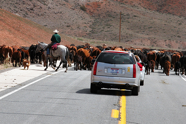 just another day on a Wyoming state highway...