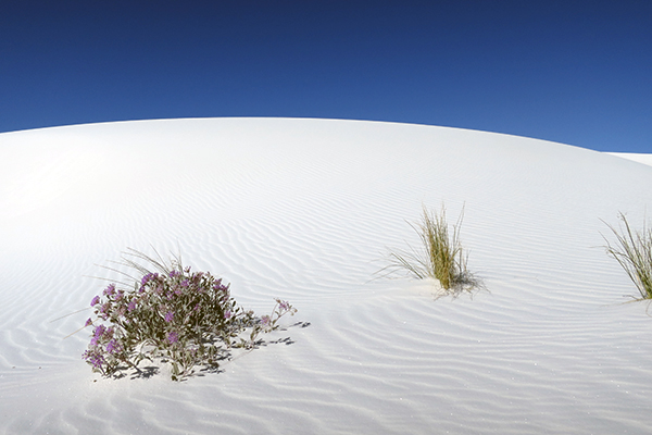 Alkali Flats Trail, White Sands National Monument, New Mexico